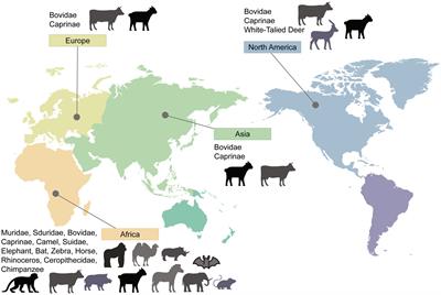 Natural hosts and animal models for Rift Valley fever phlebovirus